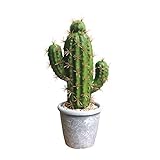 Homeofying - Cactus Artificiales de Cactus bonsái para...
