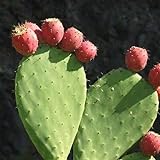cactus grandes sin espinas