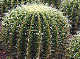 Conoce TODAS las Características de los CACTUS【2018】