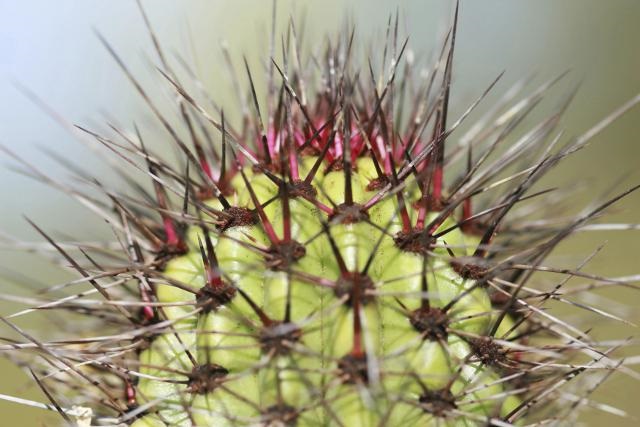Por qué los cactus tienen pinchos defensa contra depredadores